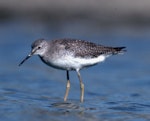 Lesser yellowlegs. Juvenile. Palo Alto, California, October 1975. Image © David Rintoul by David Rintoul.