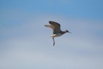 Lesser yellowlegs. Adult in flight, ventral. Akimiski Island, James Bay, Canada, August 2009. Image © Lisa Pollock by Lisa Pollock.