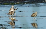 Lesser yellowlegs. Three adults around one greater yellowlegs for comparison. San Francisco estuary, California, USA, September 2013. Image © Duncan Watson by Duncan Watson.