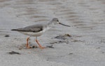 Terek sandpiper. Non-breeding adult foraging. Cairns Esplanade, Queensland, December 2018. Image © Doug Castle 2019 birdlifephotography.org.au by Doug Castle.