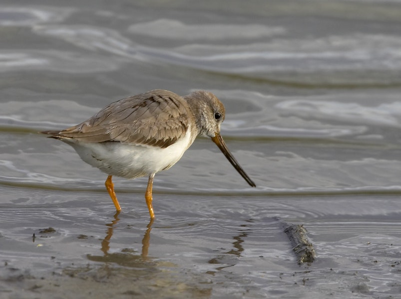 Terek sandpiper. Adult, non-breeding. Western Treatment Plant, Werribee, Victoria, Australia, January 2008. Image © Sonja Ross by Sonja Ross.