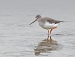 Terek sandpiper. Non-breeding adult. Western Treatment Plant, Werribee, Victoria, April 2017. Image © Ian Wilson 2017 birdlifephotography.org.au by Ian Wilson.