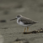 Terek sandpiper. Non-breeding adult. Foxton Beach and bird sanctuary, March 2016. Image © Roger Smith by Roger Smith.