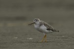 Terek sandpiper. Non-breeding adult. Foxton Beach and bird sanctuary, March 2016. Image © Roger Smith by Roger Smith.