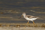 Terek sandpiper. Non-breeding adult foraging. Point Walter-Attadale, Western Australia, November 2017. Image © William Betts 2017 birdlifephotography.org.au by William Betts.