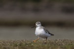 Terek sandpiper. Adult. Awarua Bay, September 2021. Image © Glenda Rees by Glenda Rees.