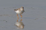 Terek sandpiper. Non-breeding adult foraging. Western Treatment Plant, Werribee, Victoria, April 2017. Image © Stephen Garth 2017 birdlifephotography.org.au by Stephen Garth.