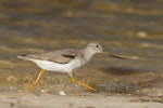 Terek sandpiper. Non-breeding adult foraging. Point Walter-Attadale, Western Australia, November 2017. Image © William Betts 2017 birdlifephotography.org.au by William Betts.