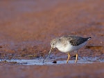 Terek sandpiper. Non-breeding adult foraging. Carnarvon, Western Australia, October 2019. Image © Les George 2020 birdlifephotography.org.au by Les George.