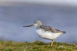 Terek sandpiper. Adult side profile. Awarua Bay, October 2022. Image © Glenda Rees by Glenda Rees.