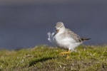 Terek sandpiper. Adult walking front on. Awarua Bay, October 2022. Image © Glenda Rees by Glenda Rees.