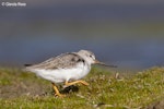 Terek sandpiper. Adult walking in side profile. Awarua Bay, October 2022. Image © Glenda Rees by Glenda Rees.