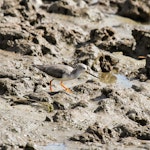 Terek sandpiper. Adult non-breeding. Cairns foreshore, Queensland, Australia, October 2011. Image © Dick Jenkin by Dick Jenkin.