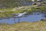 Terek sandpiper. Adult in breeding plumage. Wundi, Taiwan, May 2009. Image © Nigel Voaden by Nigel Voaden.