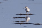 Terek sandpiper. Adult in breeding plumage. Awarua Bay, June 2012. Image © Glenda Rees by Glenda Rees.