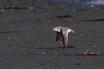 Terek sandpiper. In flight. Awarua Bay, June 2012. Image © Glenda Rees by Glenda Rees.