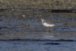 Terek sandpiper. Adult in breeding plumage. Awarua Bay, June 2012. Image © Glenda Rees by Glenda Rees.