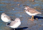 Terek sandpiper. Adult (right) with two wrybills. Manawatu River estuary, March 2002. Image © Alex Scott by Alex Scott.