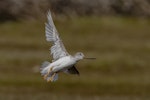 Terek sandpiper. In flight showing ventral aspect of wings. Awarua Bay, March 2021. Image © Glenda Rees by Glenda Rees.