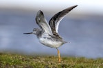 Terek sandpiper. Adult wings up in preparation for flight. Awarua Bay, October 2022. Image © Glenda Rees by Glenda Rees.