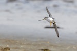 Terek sandpiper. Adult in flight showing under body and under wings. Awarua Bay, October 2022. Image © Glenda Rees by Glenda Rees.