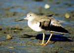 Terek sandpiper. Non-breeding adult. Manawatu River estuary, March 2002. Image © Alex Scott by Alex Scott.