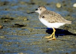 Terek sandpiper. Non-breeding adult. Manawatu River estuary, March 2002. Image © Alex Scott by Alex Scott.