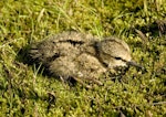 Terek sandpiper. Chick. River Taz (64 N), Yamal-Nenets Autonomous District, Western Siberia, July 2005. Image © Sergey Golubev by Sergey Golubev.