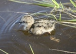 Terek sandpiper. Chick swimming. River Taz (64 N), Yamal-Nenets Autonomous District, Western Siberia, July 2005. Image © Sergey Golubev by Sergey Golubev.