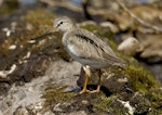 Terek sandpiper. Adult in breeding plumage at breeding grounds. River Taz (64 N), Yamal-Nenets Autonomous District, Western Siberia, July 2005. Image © Sergey Golubev by Sergey Golubev.