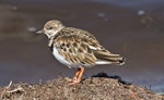 Ruddy turnstone. Non-breeding adult. Florida, USA, December 2014. Image © Rebecca Bowater by Rebecca Bowater FPSNZ AFIAP.