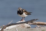 Ruddy turnstone. Adult. Motueka Sandspit, September 2017. Image © Rob Lynch by Rob Lynch.