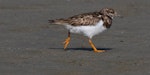 Ruddy turnstone. Non-breeding adult. Foxton Beach and bird sanctuary, January 2017. Image © Imogen Warren by Imogen Warren.