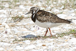 Ruddy turnstone. Adult non-breeding plumage. Waipu estuary, October 2014. Image © Les Feasey by Les Feasey.