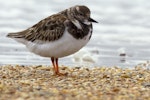 Ruddy turnstone. Nonbreeding adult. Awarua Bay, August 2011. Image © Glenda Rees by Glenda Rees.