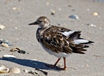 Ruddy turnstone. Non-breeding adult. Fort Pierce, Florida, USA, November 2014. Image © Rebecca Bowater by Rebecca Bowater FPSNZ AFIAP.