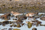 Ruddy turnstone. Two non-breeding adults foraging in tidal pool. Clive rivermouth, Hawke's Bay, November 2015. Image © Adam Clarke by Adam Clarke.