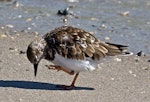 Ruddy turnstone. Non-breeding adult scratching. Fort Pierce, Florida, USA, November 2014. Image © Rebecca Bowater by Rebecca Bowater FPSNZ AFIAP.