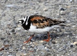 Ruddy turnstone. Adult on breeding grounds. Russian Harbor, Novaya Zemlya, Barents Sea, July 2019. Image © Sergey Golubev by Sergey Golubev.