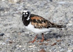 Ruddy turnstone. Adult on breeding grounds. Russian Harbor, Novaya Zemlya, Barents Sea, July 2019. Image © Sergey Golubev by Sergey Golubev.