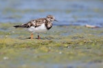 Ruddy turnstone. Non-breeding adult. Waipu estuary, January 2014. Image © Laurie Ross by Laurie Ross.