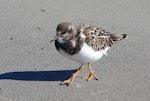 Ruddy turnstone. Adult, non-breeding plumage. Cocoa Beach, Florida, December 2009. Image © Alan Tennyson by Alan Tennyson.