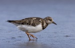 Ruddy turnstone. Juvenile. Note short length and worn fringes of scapulars. Manawatu River estuary, October 2009. Image © Phil Battley by Phil Battley.