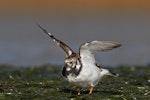 Ruddy turnstone. Non breeding bird showing underwing. Awarua Bay, August 2012. Image © Glenda Rees by Glenda Rees.