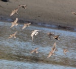 Ruddy turnstone. In flight with a flock of juvenile starlings. Waikanae River estuary, January 2016. Image © Robert Hanbury-Sparrow by Robert Hanbury-Sparrow.