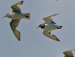 Ruddy turnstone. Non-breeding adult (right) in flight ventral, with a lesser knot. Kidds Beach, Manukau, June 2012. Image © Noel Knight by Noel Knight.