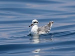 Grey phalarope. Adult non-breeding. Puerto Angel, Oaxaca, Mexico, March 2015. Image © Nigel Voaden by Nigel Voaden.