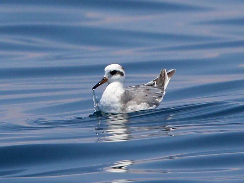 Grey phalarope. Adult non-breeding. Puerto Angel, Oaxaca, Mexico, March 2015. Image © Nigel Voaden by Nigel Voaden.