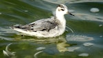 Grey phalarope. Juvenile (first winter). Farmoor Reservoir, Oxfordshire, England, October 2018. Image © Alan Shaw by Alan Shaw.