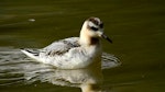 Grey phalarope. Juvenile (first winter). Loscoe Dam, Derbyshire, England, October 2016. Image © Alan Shaw by Alan Shaw.